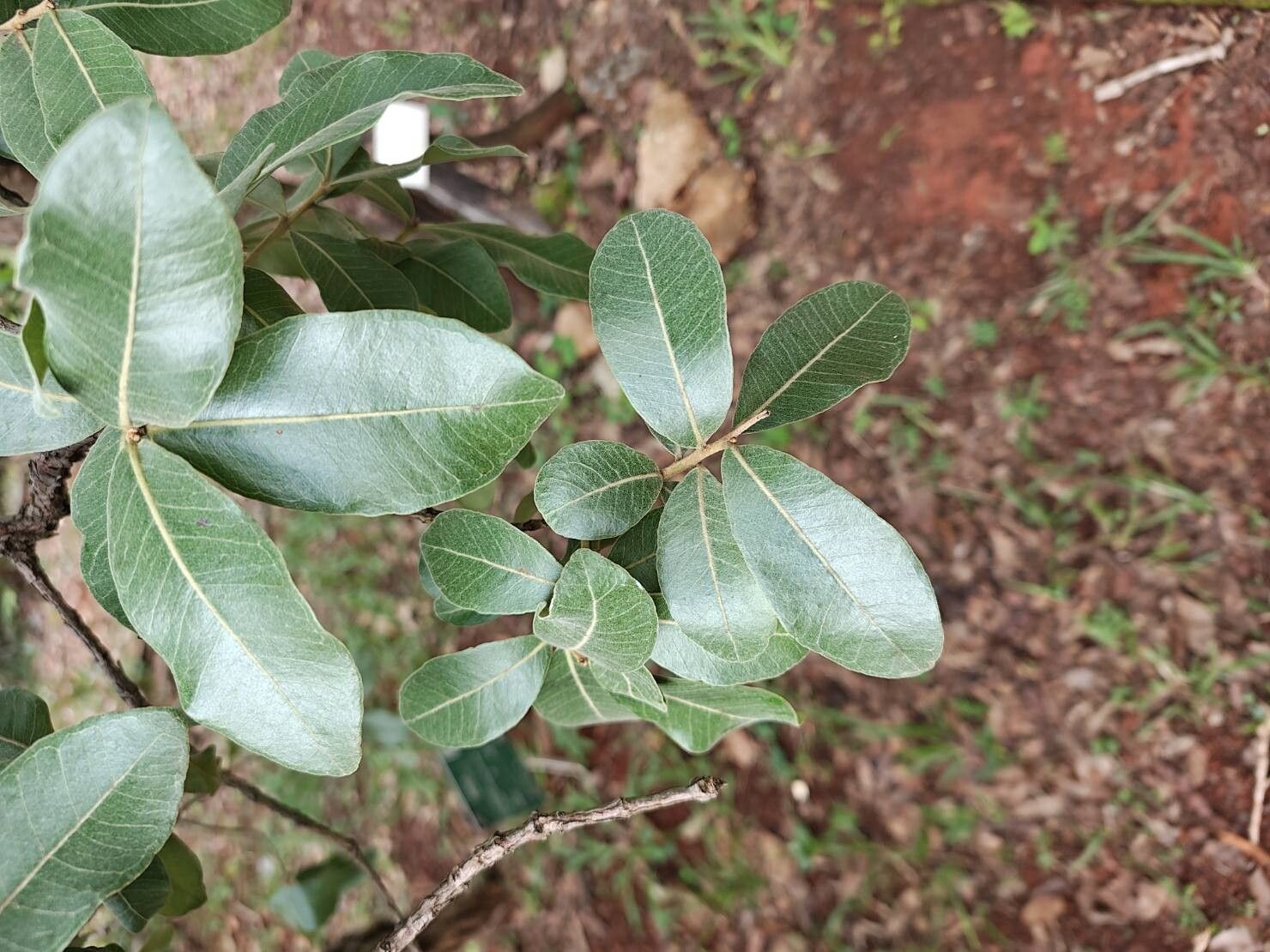 Psidium laruotteanum — search result for 'Psidium'