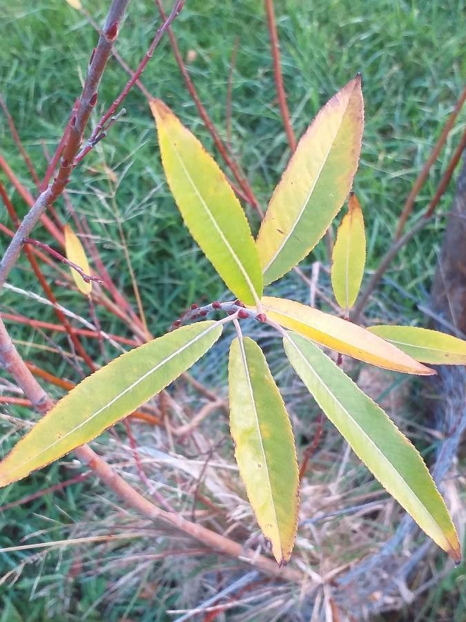 Salix eriocephala — search result for 'Salix'