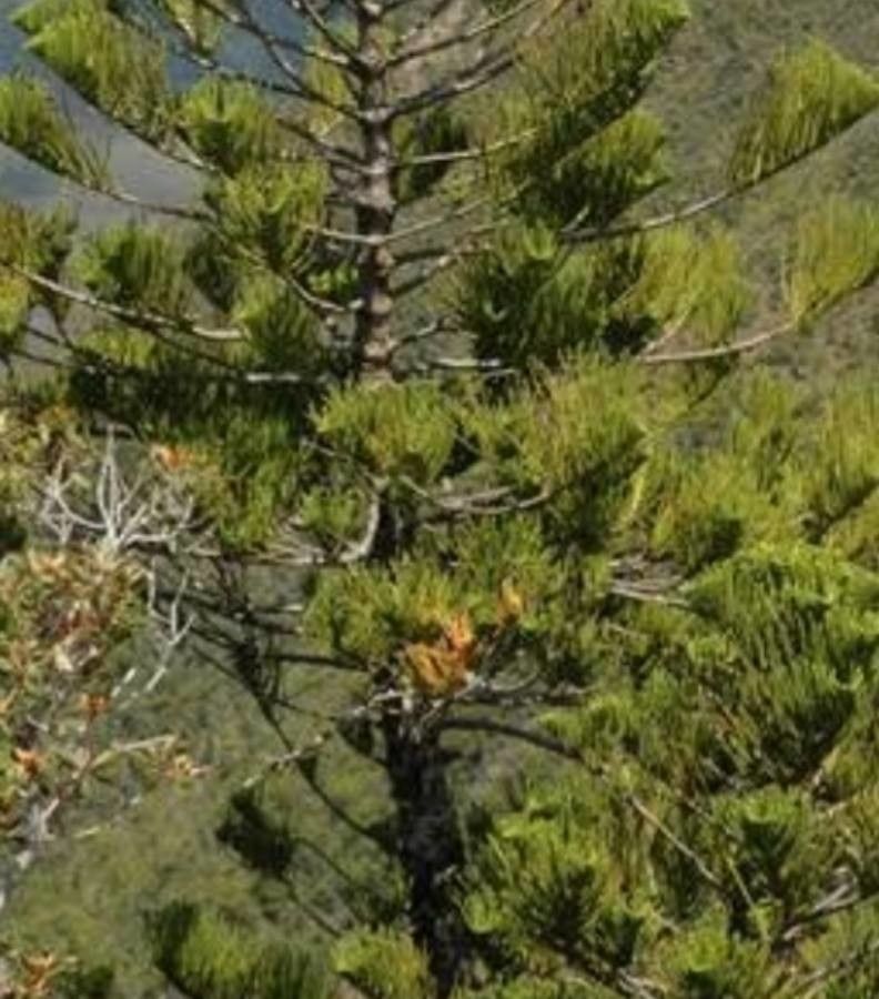 Araucaria scopulorum leaf