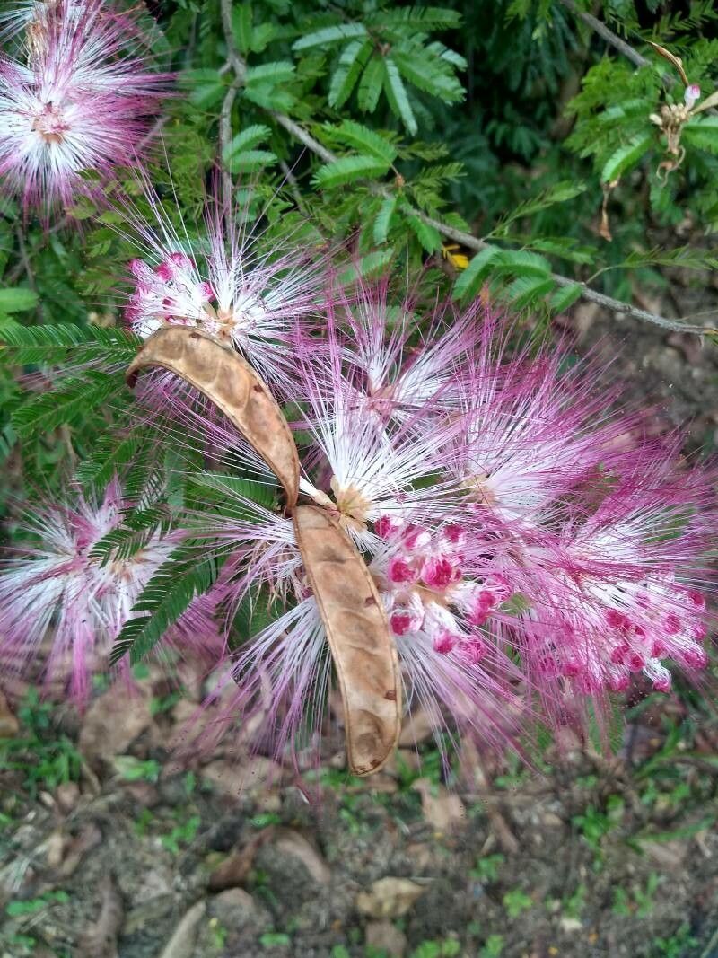 Calliandra brevipes fruit