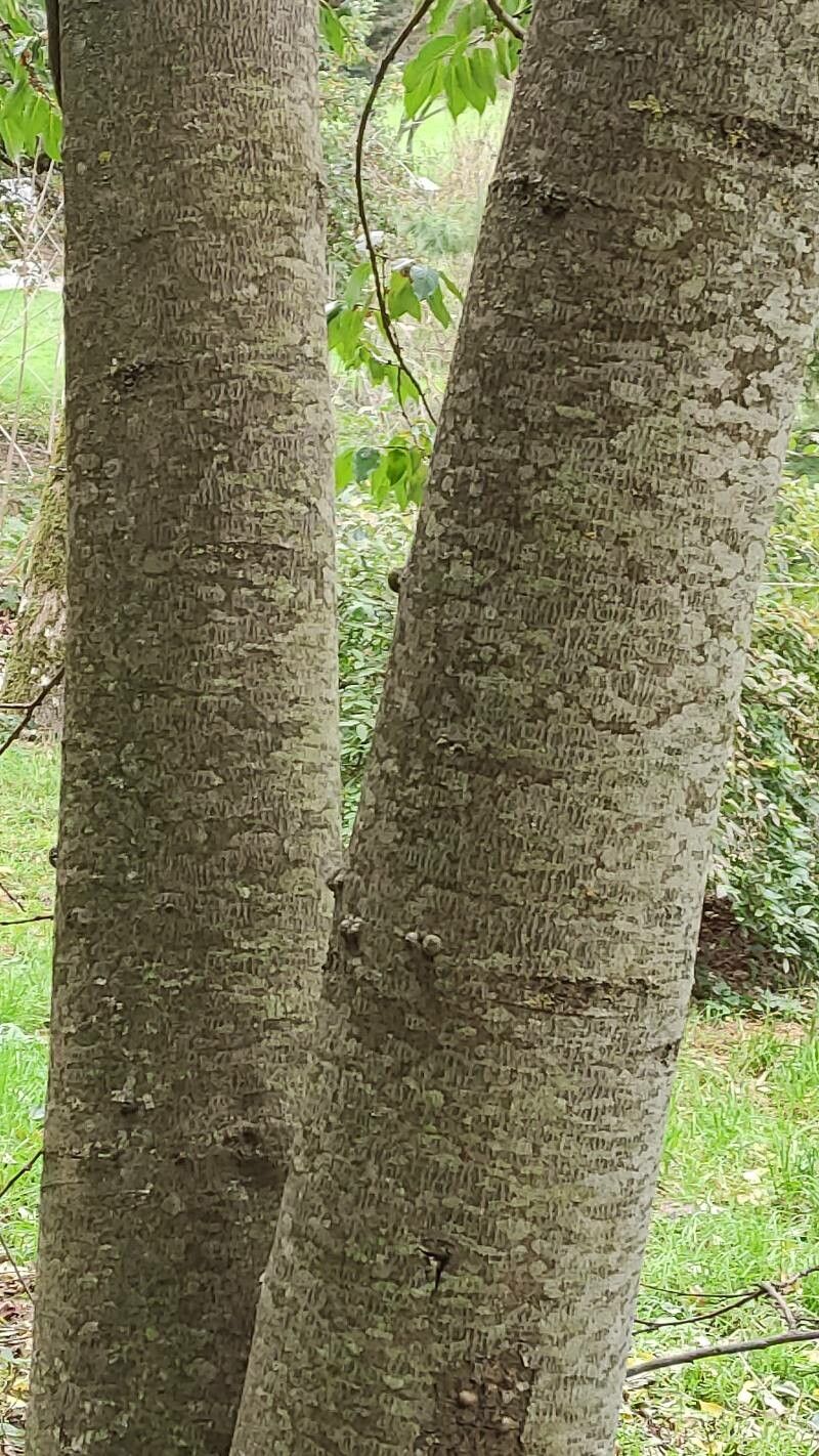 Diospyros japonica bark