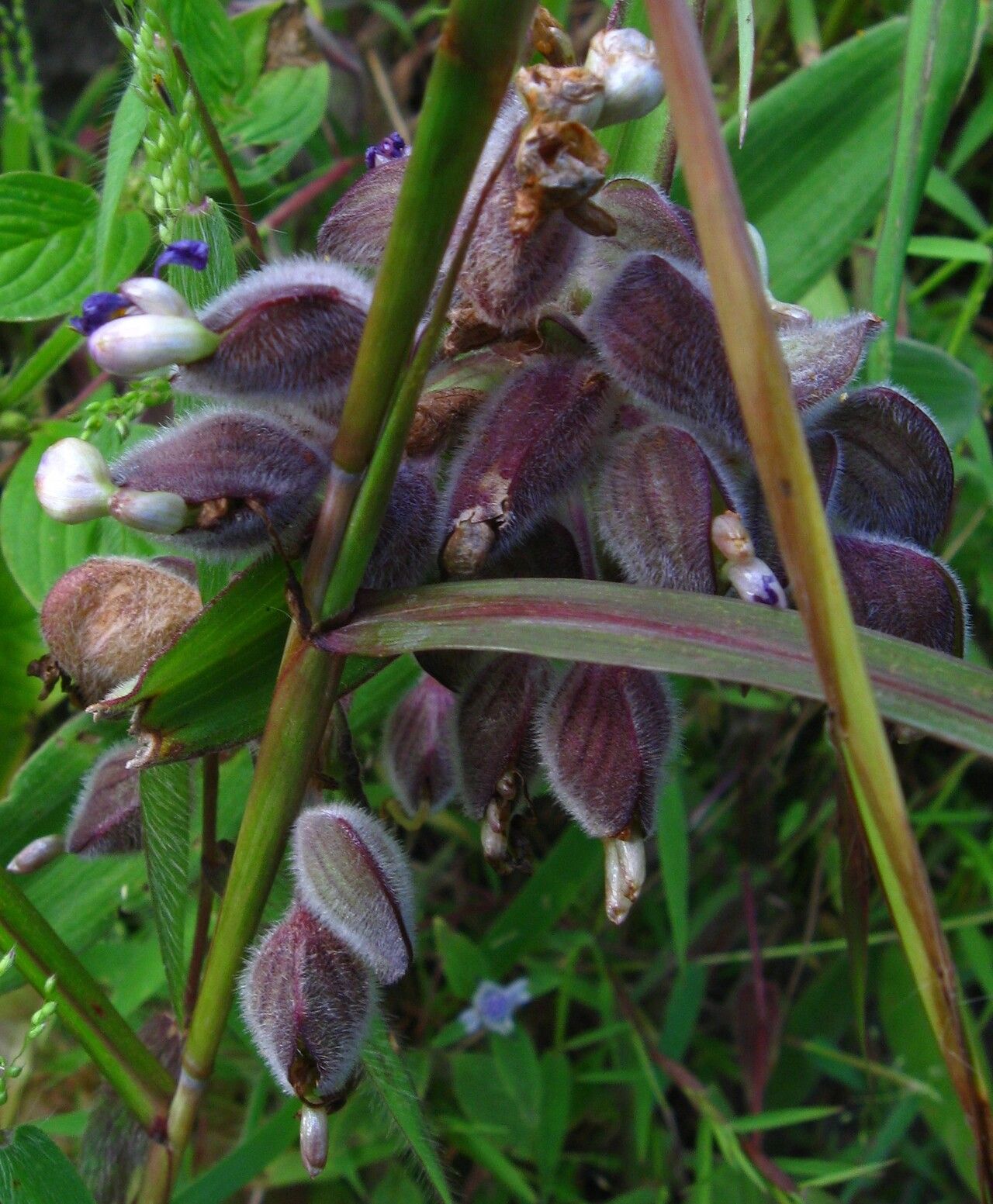 Commelina velutina — houseplant care guide