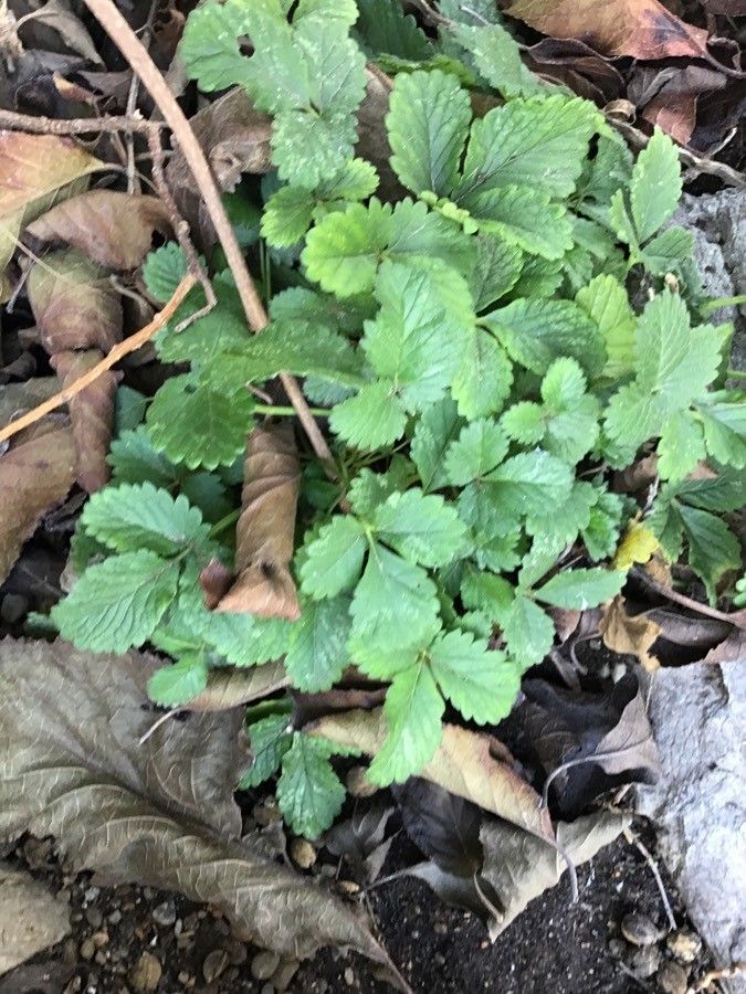 Potentilla pyrenaica — search result for 'Potentilla'