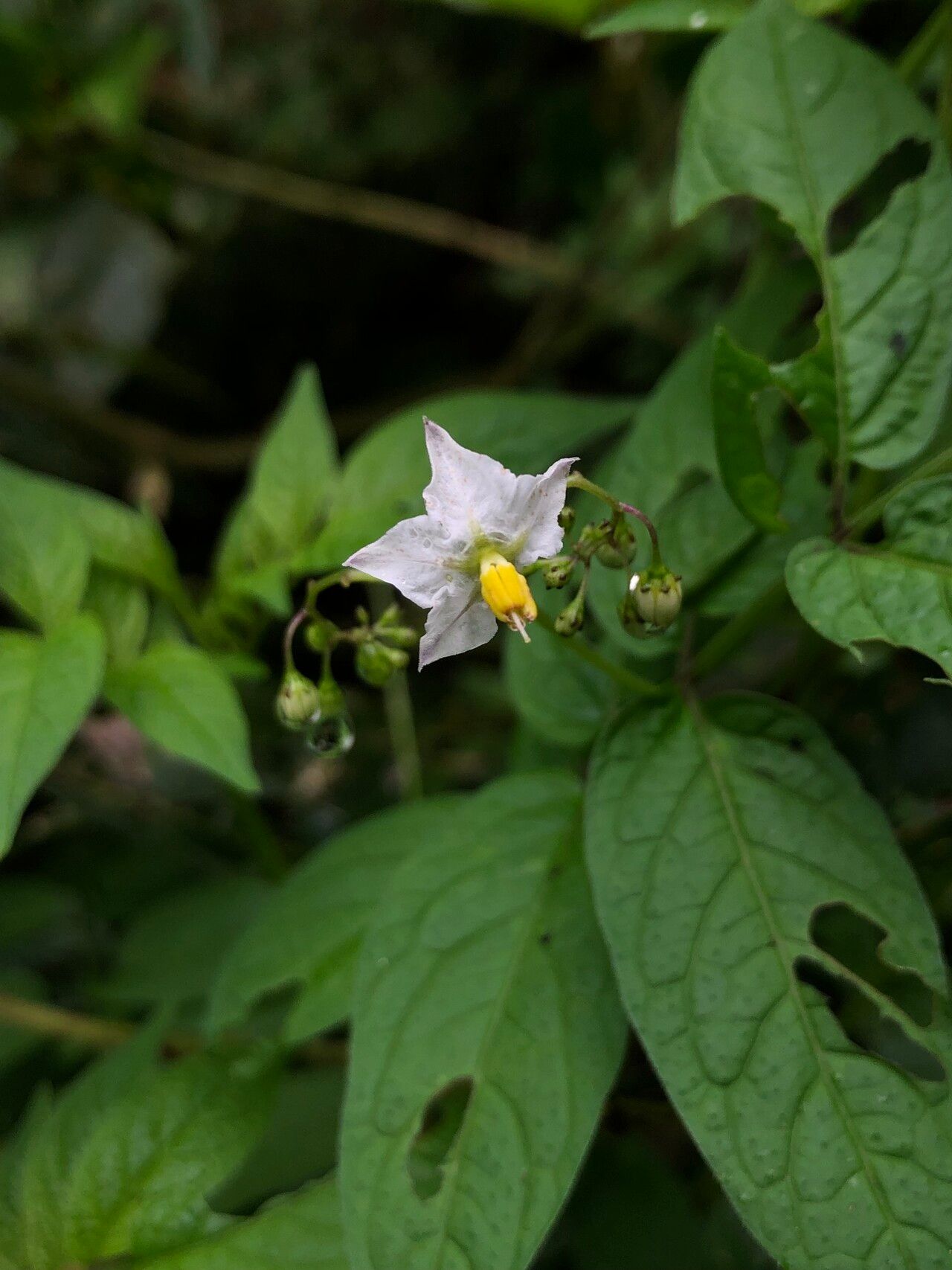 Solanum canense flower