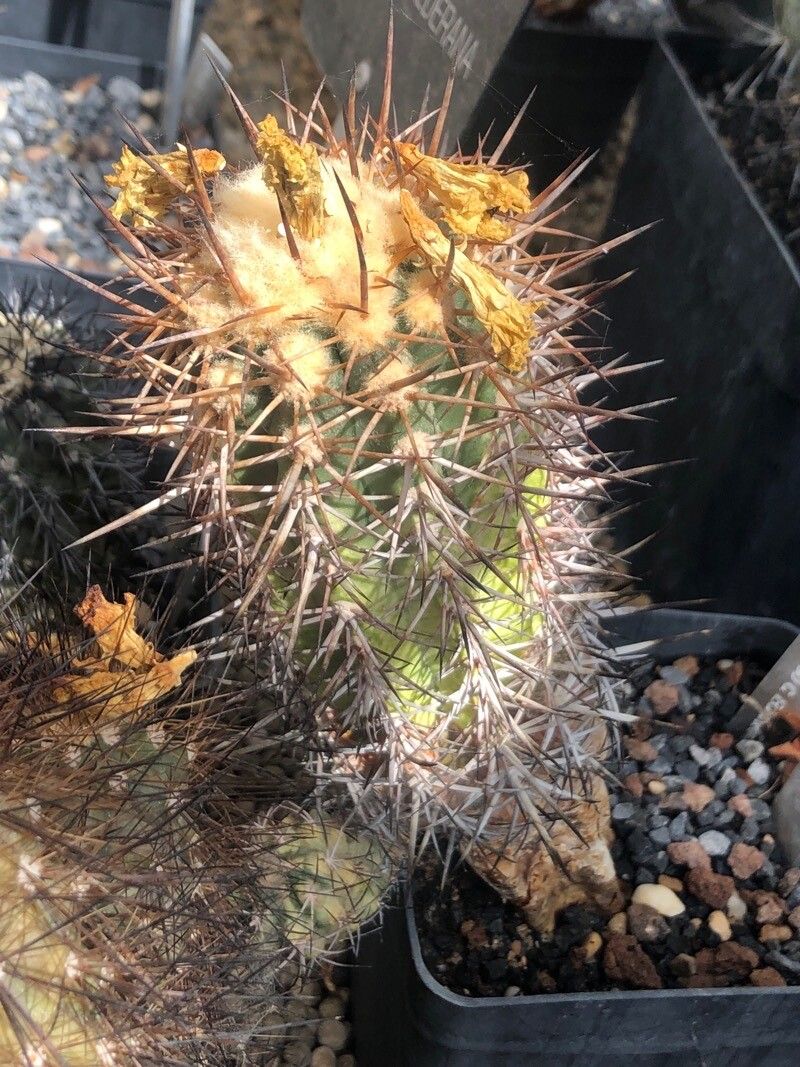 Copiapoa echinoides leaf