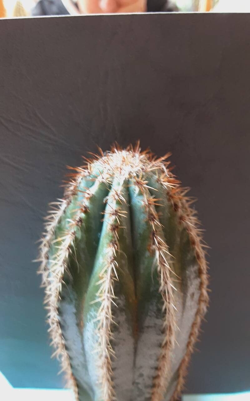 Pilosocereus armatus other