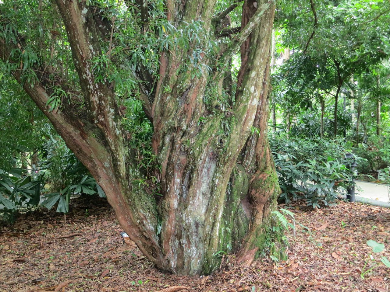 Podocarpus rumphii habit
