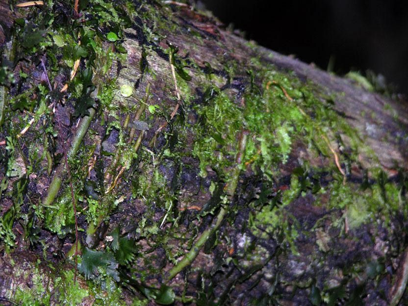 Trichomanes curtii bark