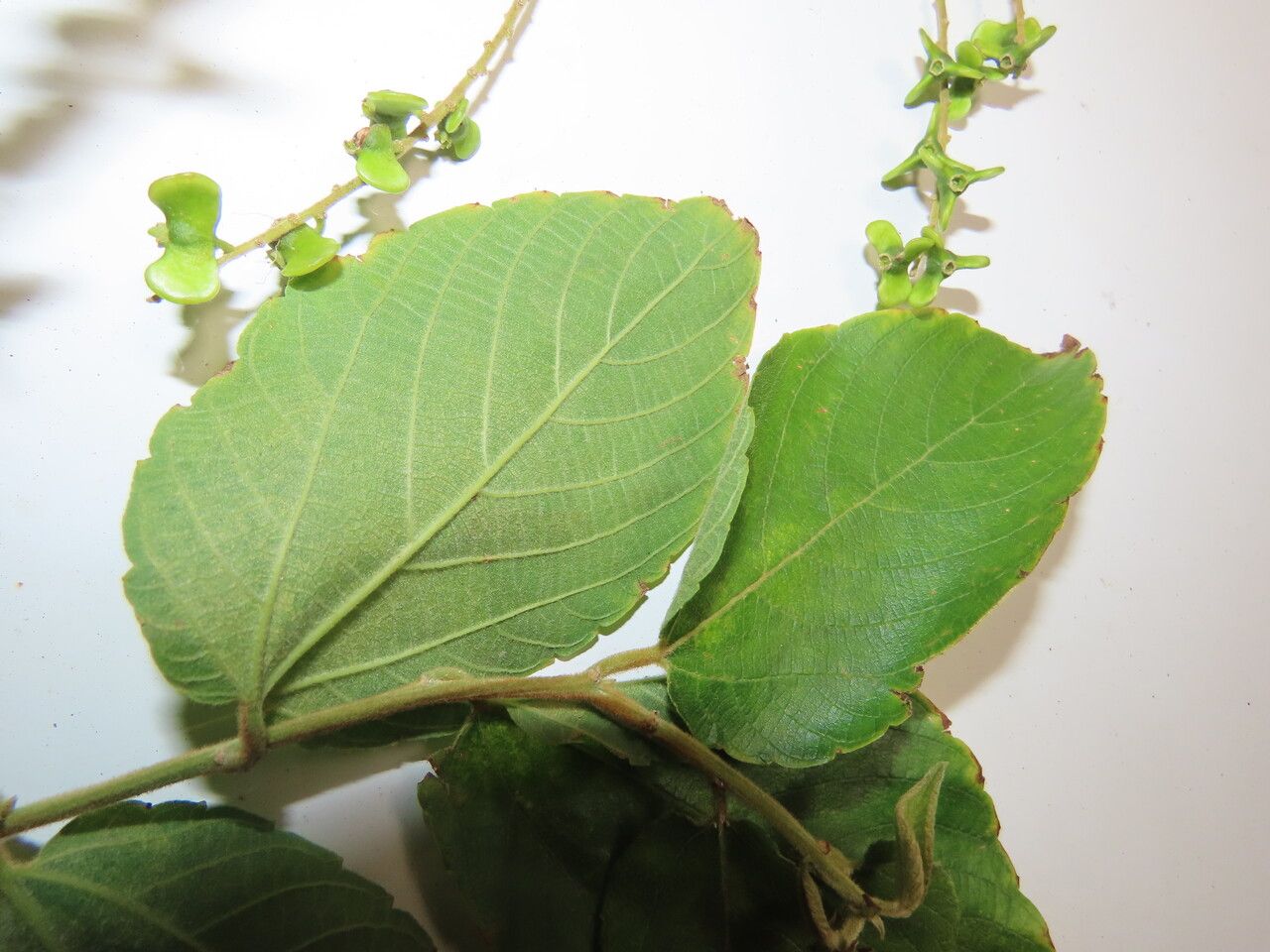 Gouania polygama leaf