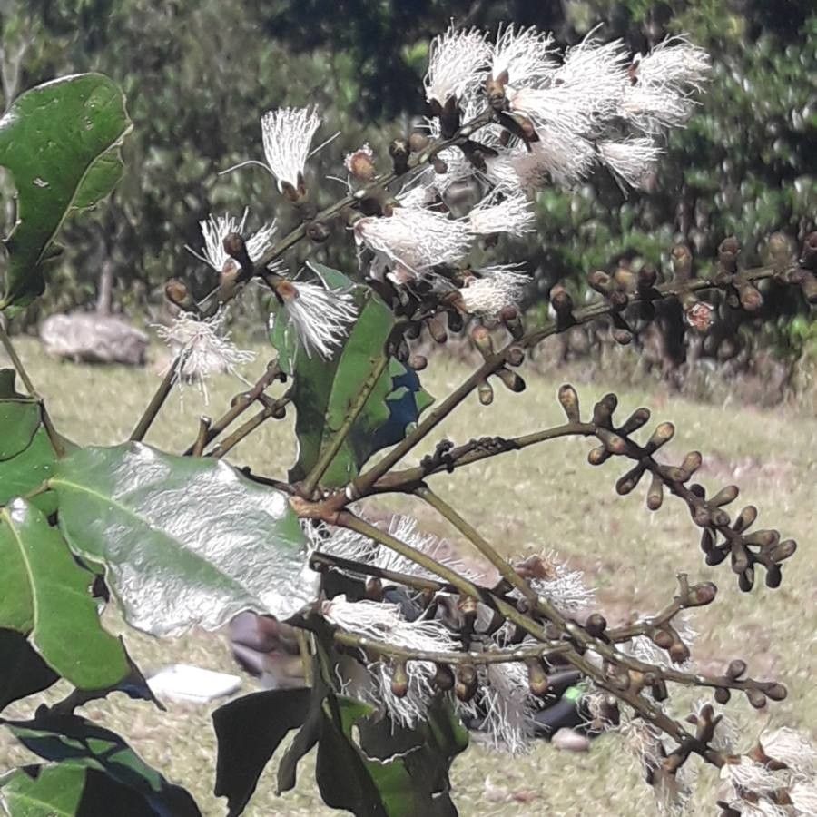 Archidendropsis streptocarpa flower