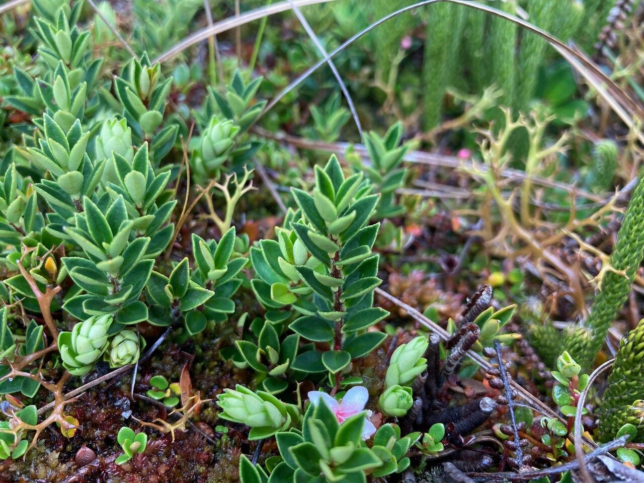 Myrteola nummularia — houseplant care guide