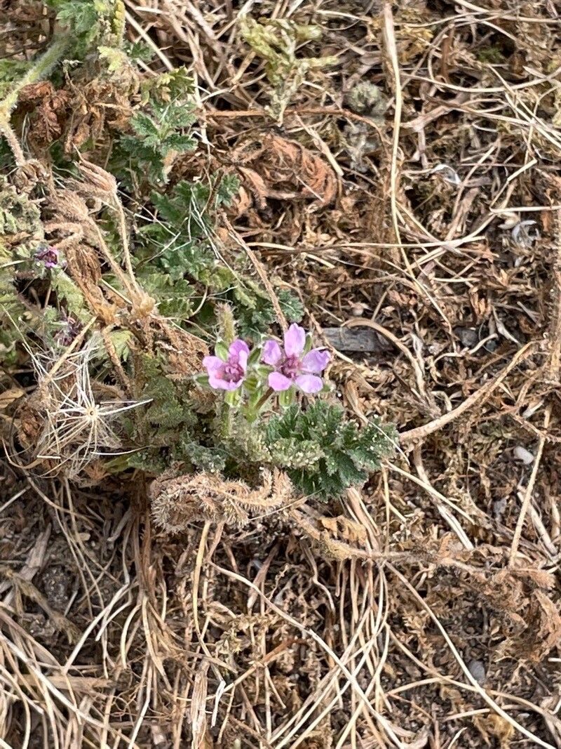 Erodium lebelii flower