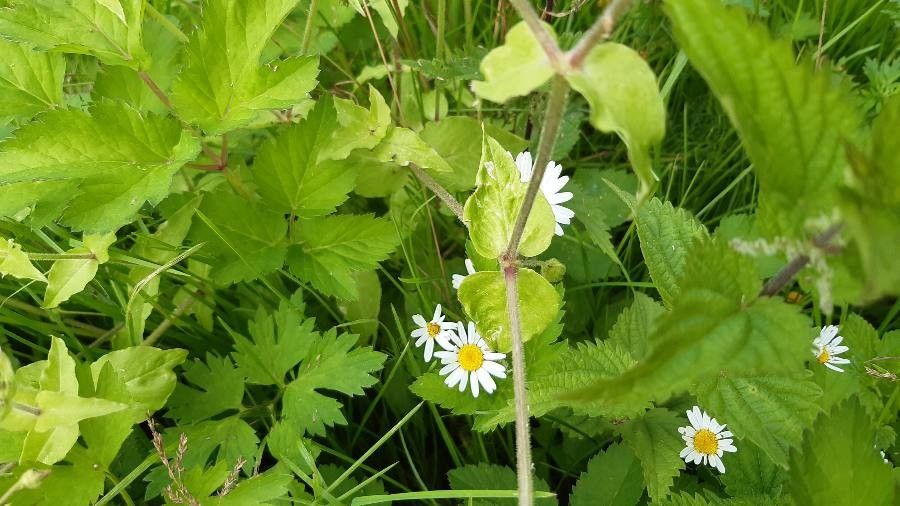 Stellaria aquatica leaf