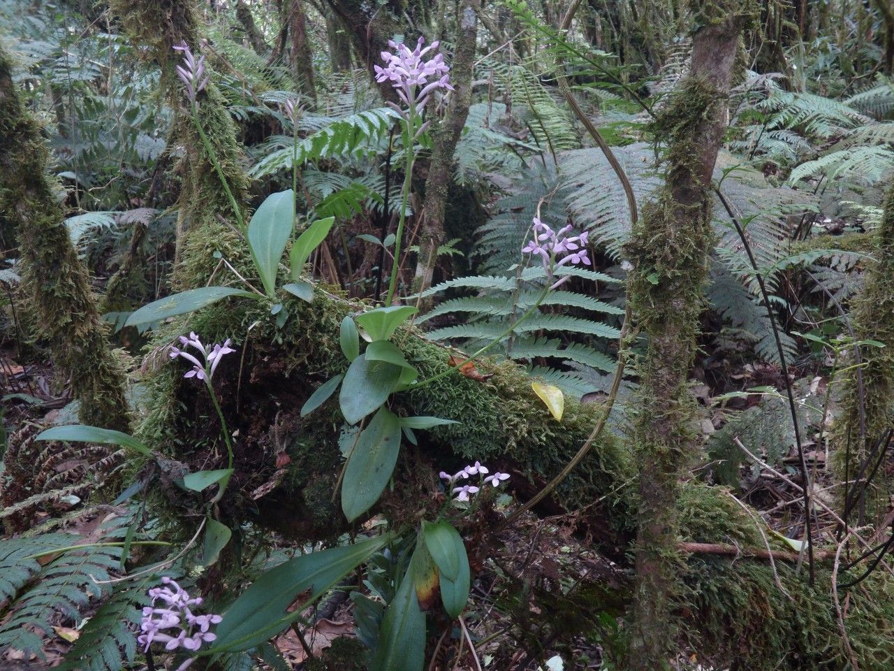 Cynorkis inermis habit