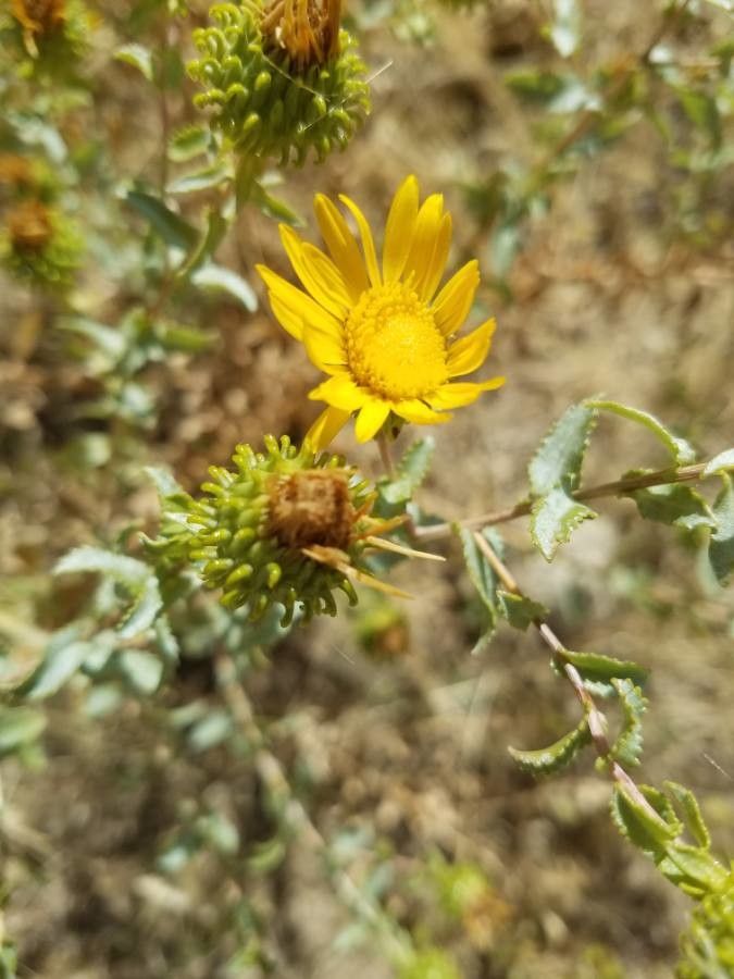 Grindelia squarrosa flower