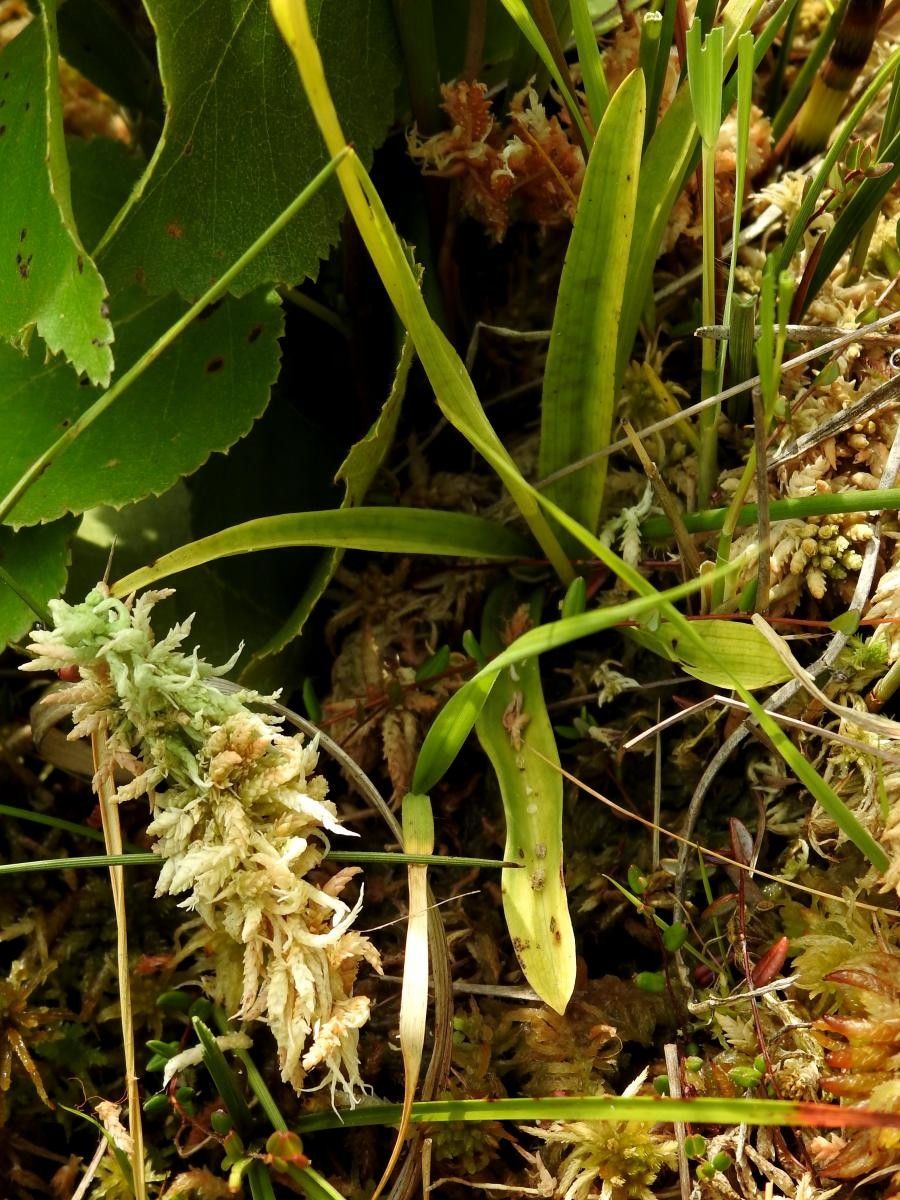 Hammarbya paludosa leaf