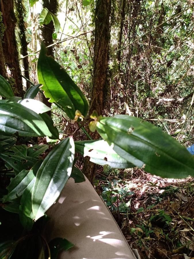 Miconia gleasoniana — houseplant care guide