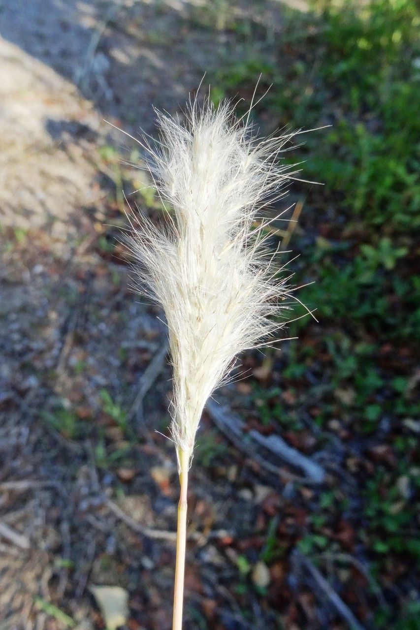 Bothriochloa barbinodis flower