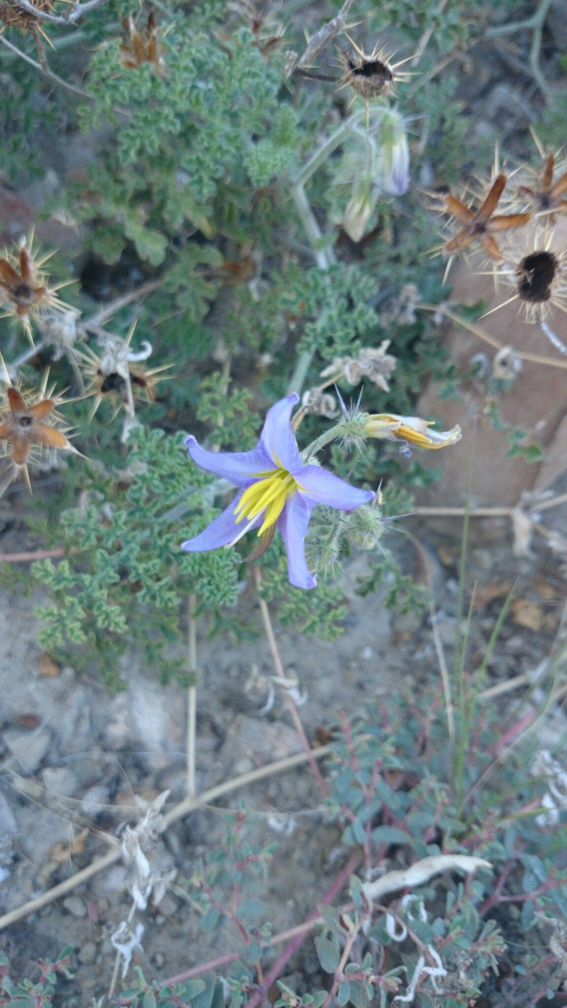 Solanum tenuipes flower