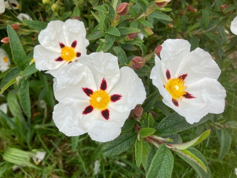 Cistus x stenophyllus flower
