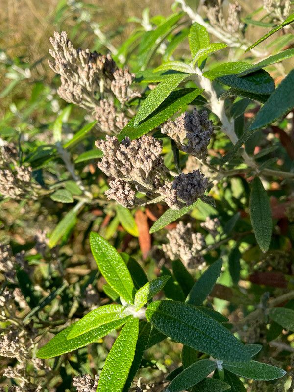 Buddleja salviifolia leaf