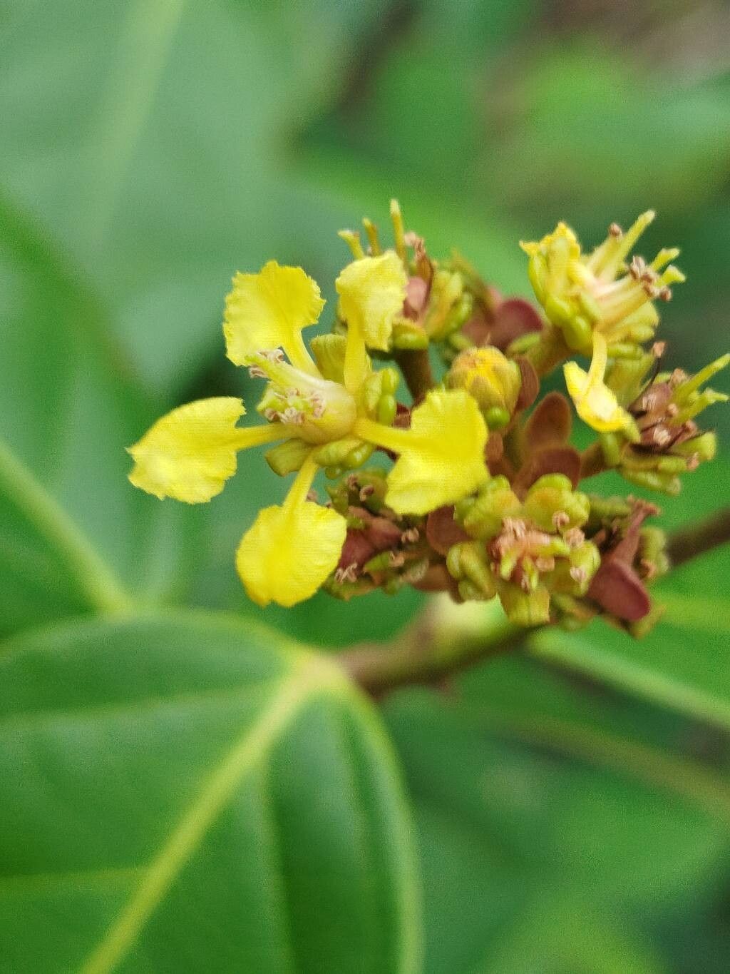 Heteropterys leona flower
