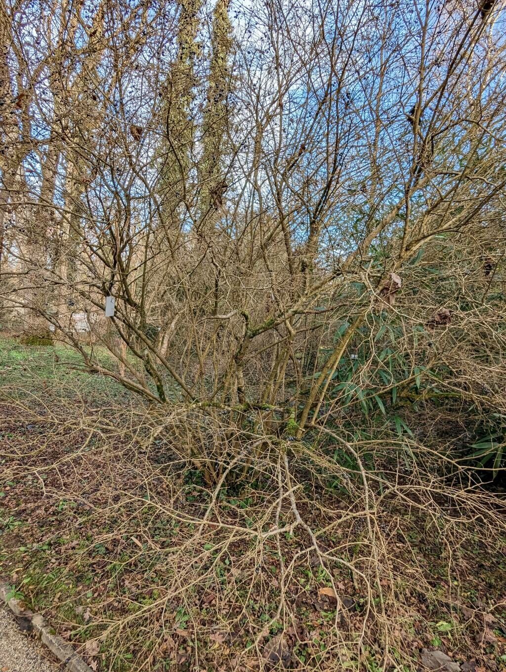 Ligustrum tschonoskii habit
