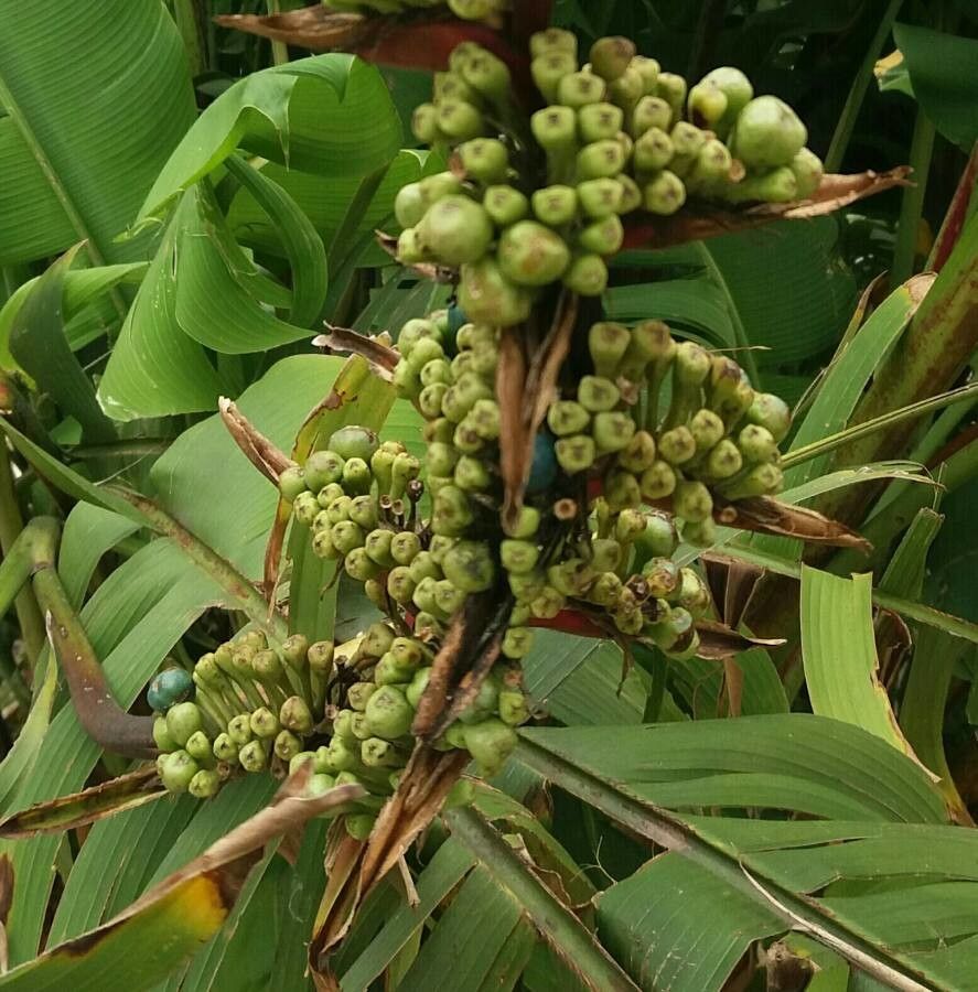 Heliconia stricta fruit