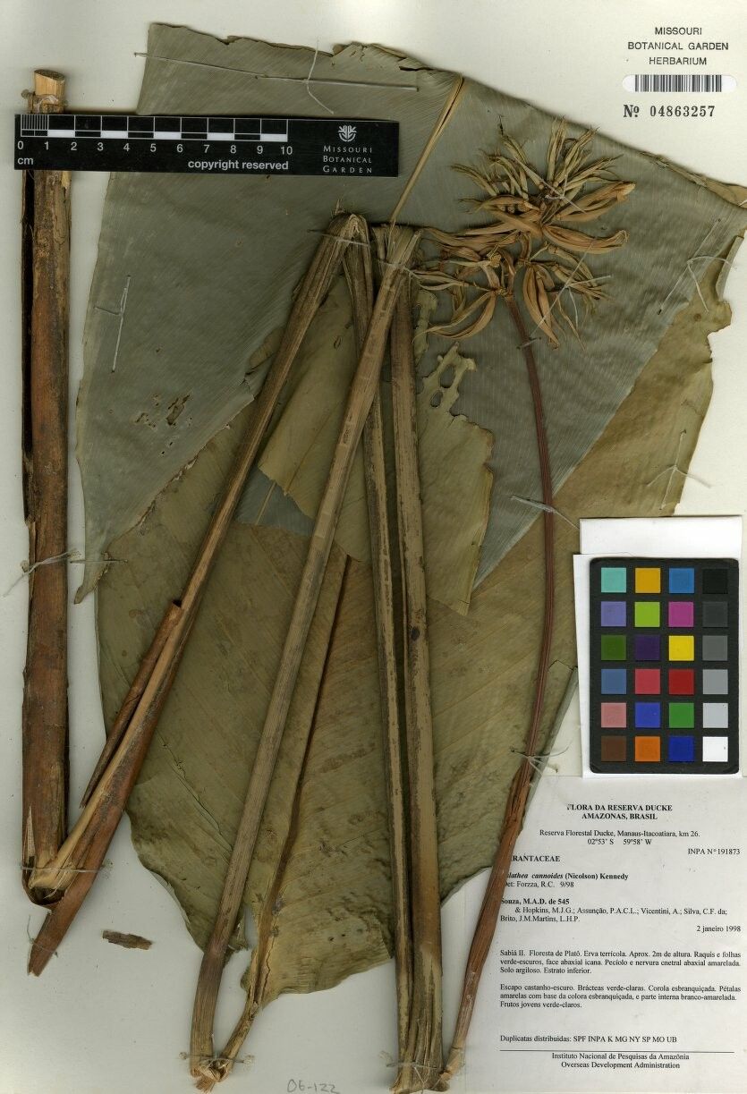 Goeppertia cannoides — search result for 'Goeppertia'