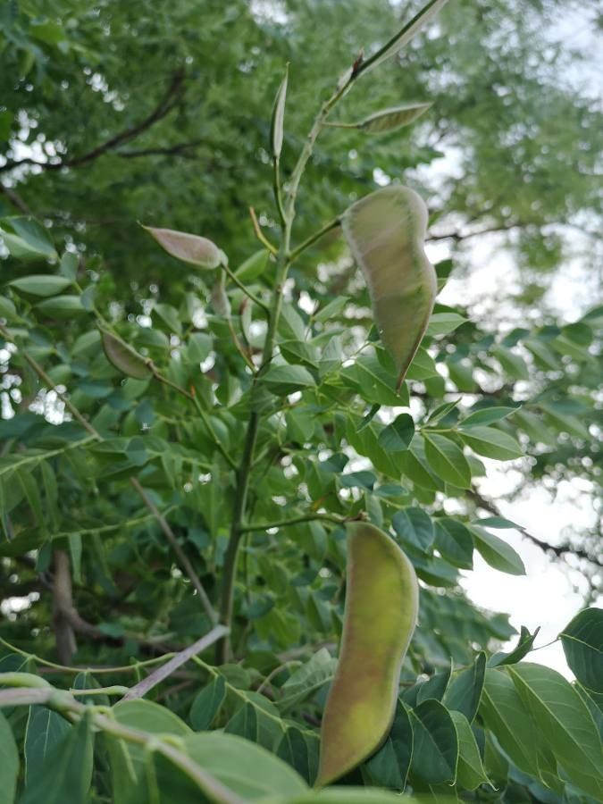 Gymnocladus dioicus fruit