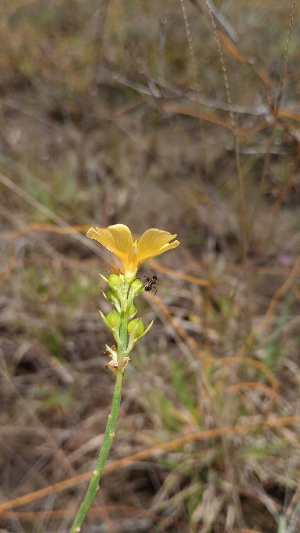 Turnera guianensis flower