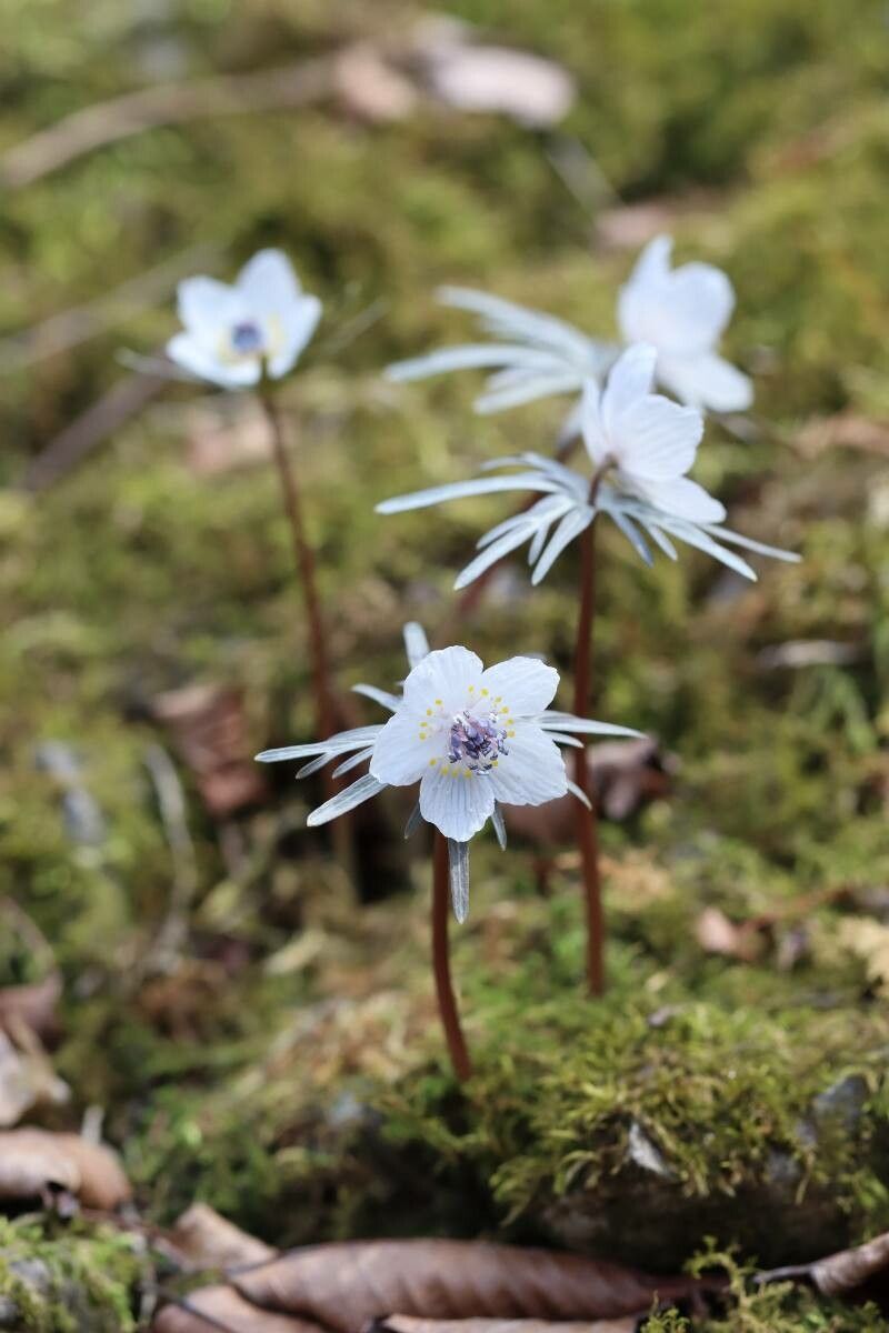 Eranthis pinnatifida