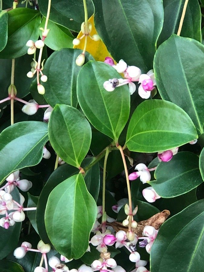 Medinilla mindorensis — search result for 'Medinilla'