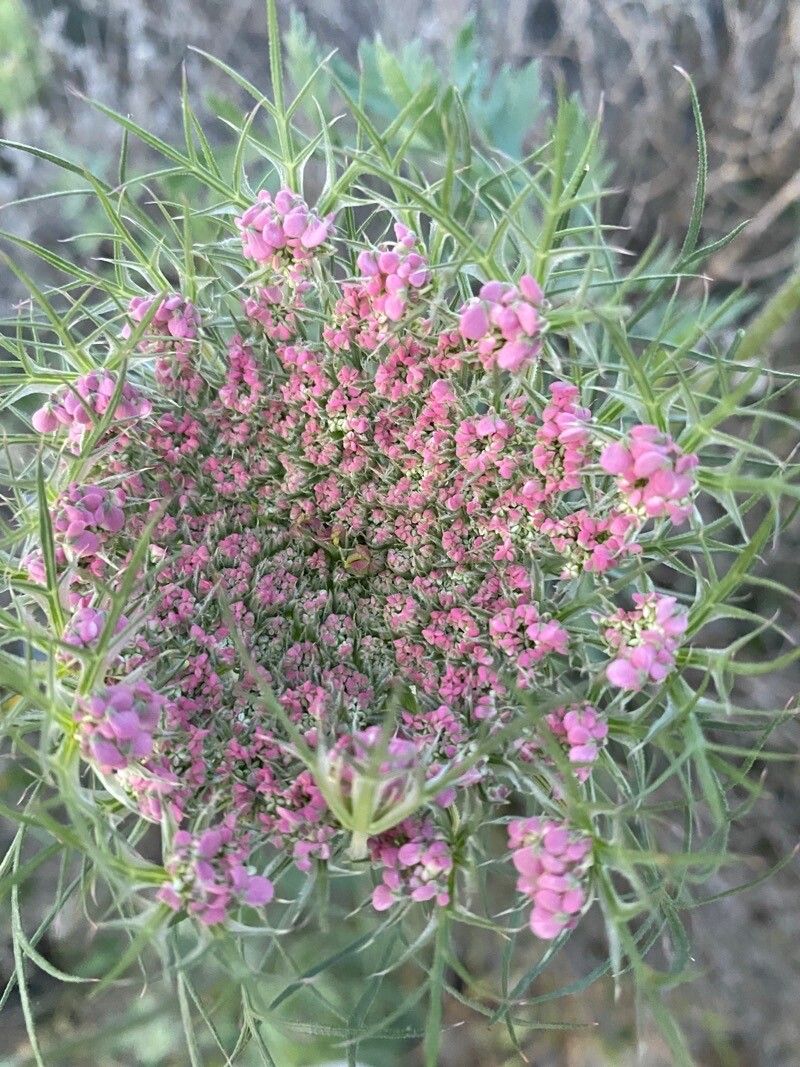 Lomatium columbianum — houseplant care guide