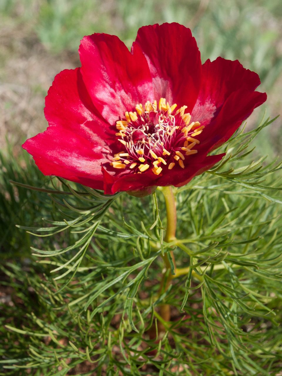 Paeonia tenuifolia — search result for 'Ukraine'