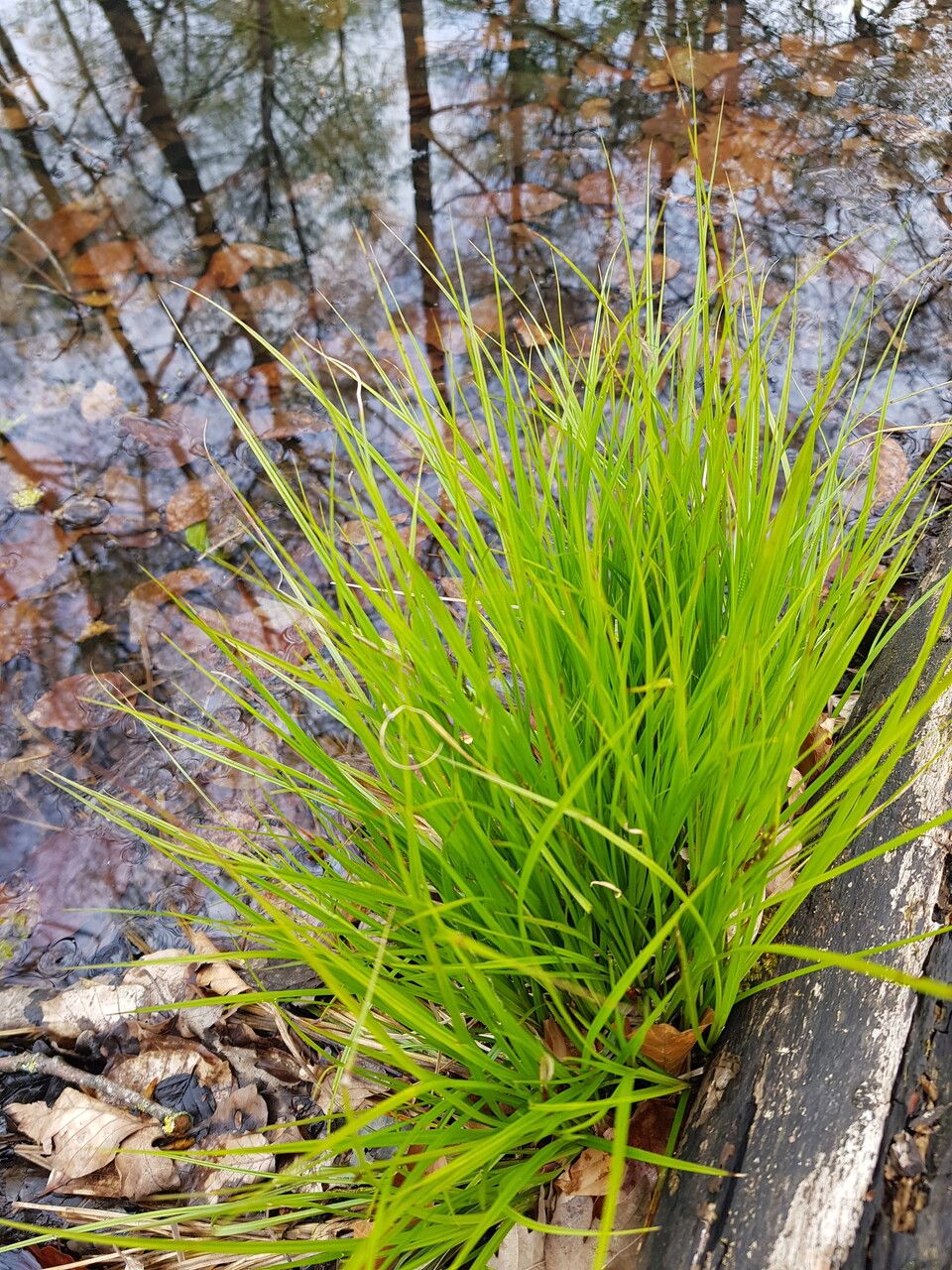 Carex stricta leaf