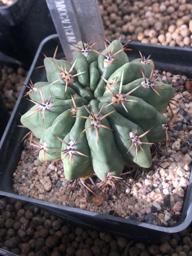 Gymnocalycium monvillei — search result for 'Gymnocalycium'