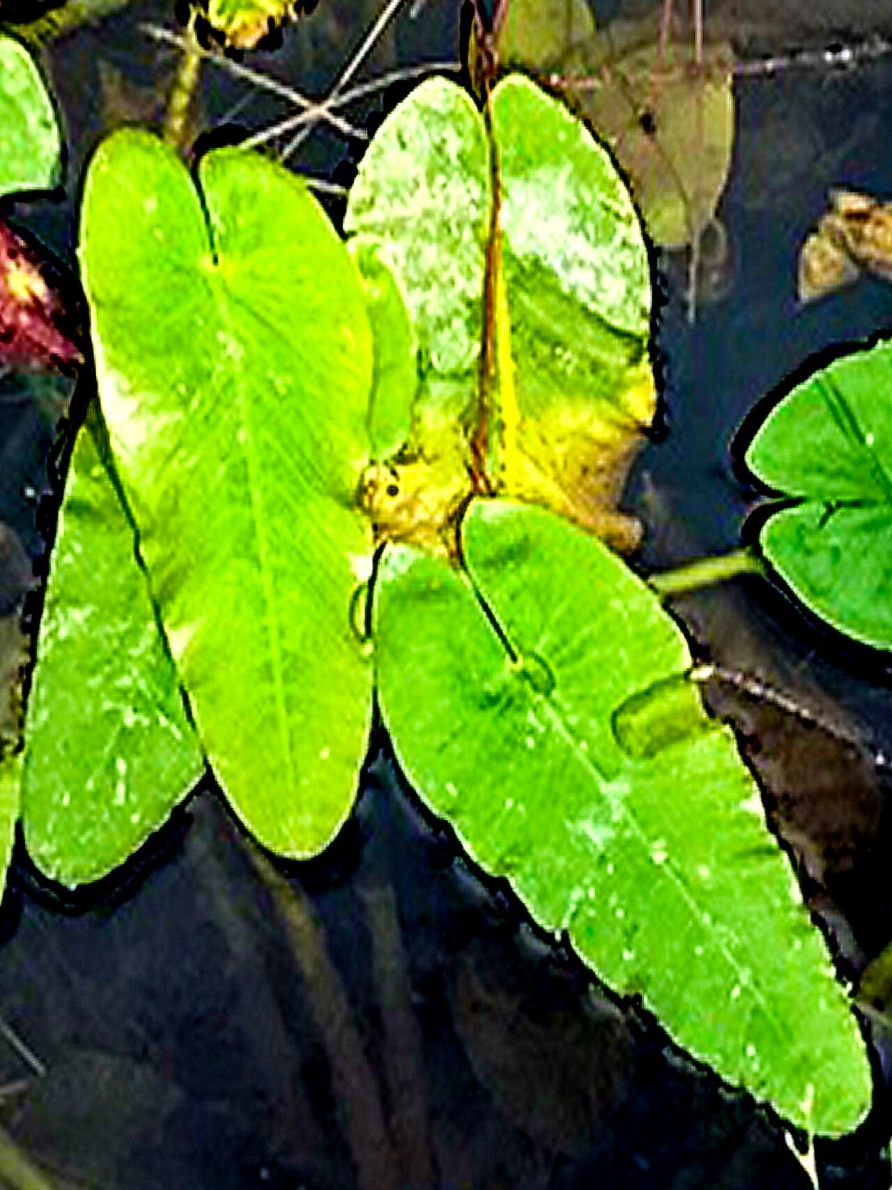 Nuphar sagittifolia — search result for 'Nuphar'