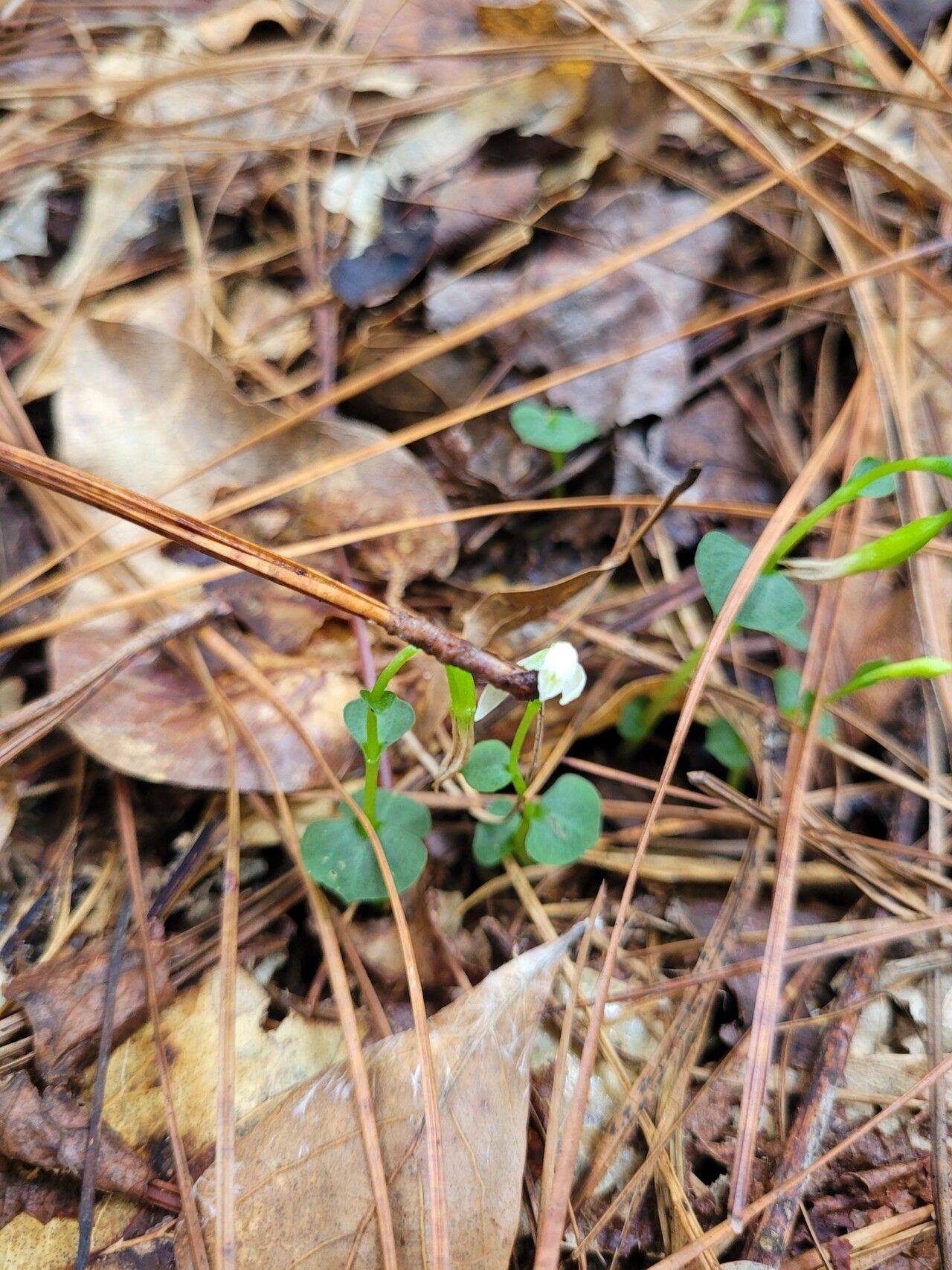 Triphora amazonica habit