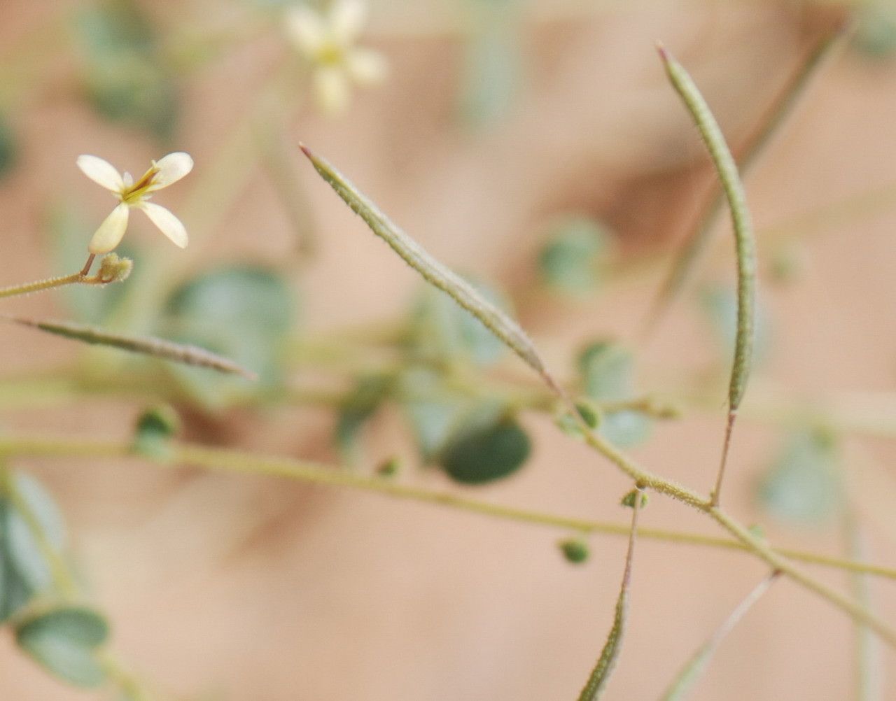 Cleome scaposa flower