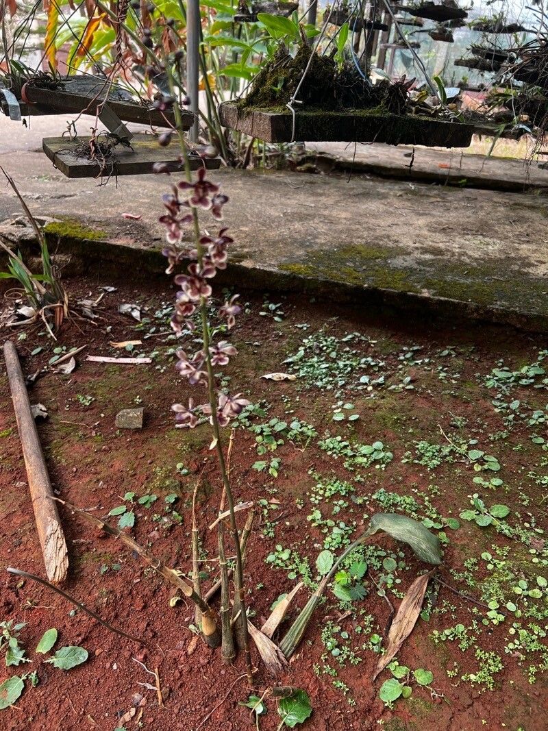 Eulophia saundersiana habit