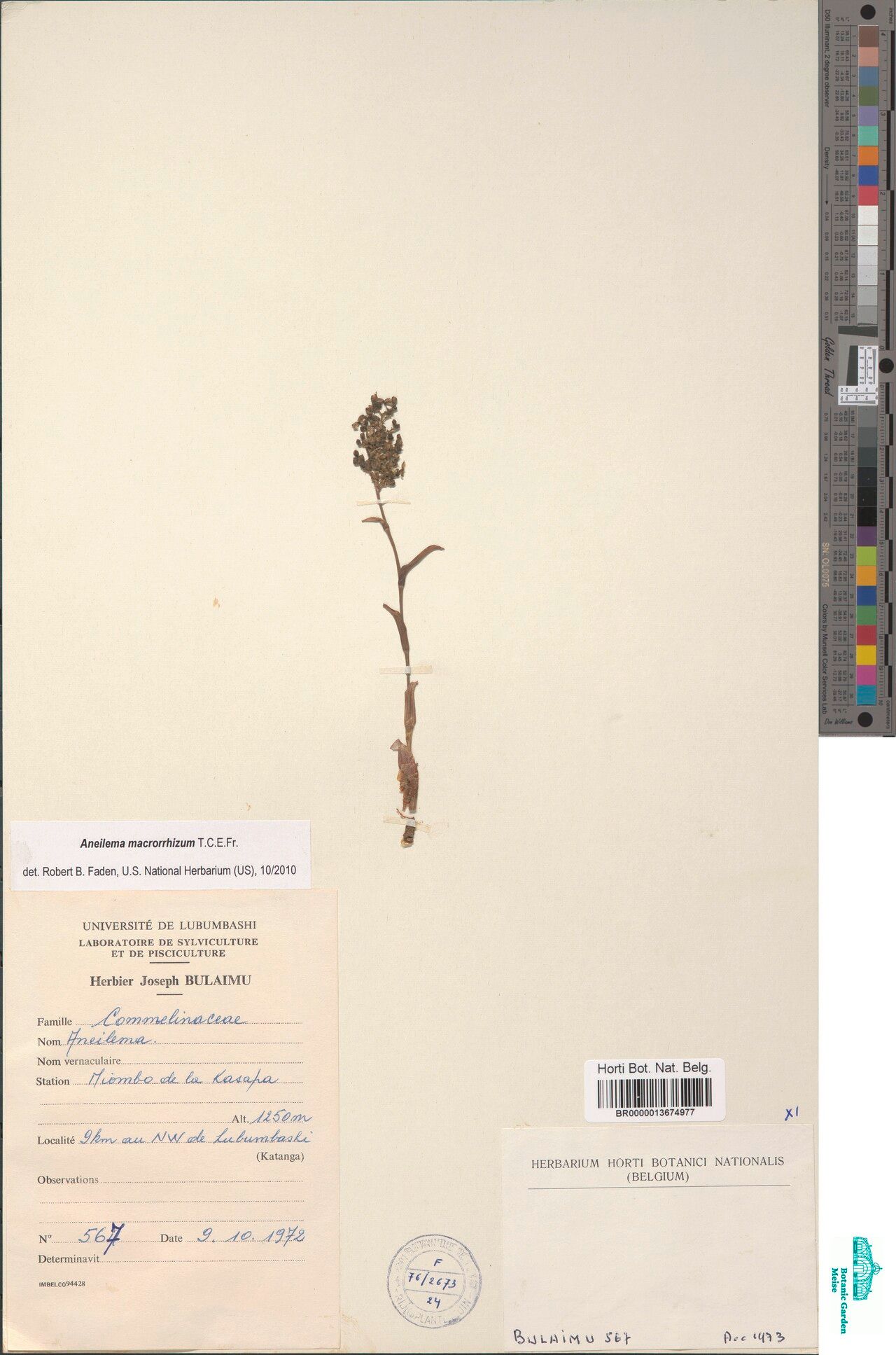 Aneilema macrorrhizum — houseplant care guide