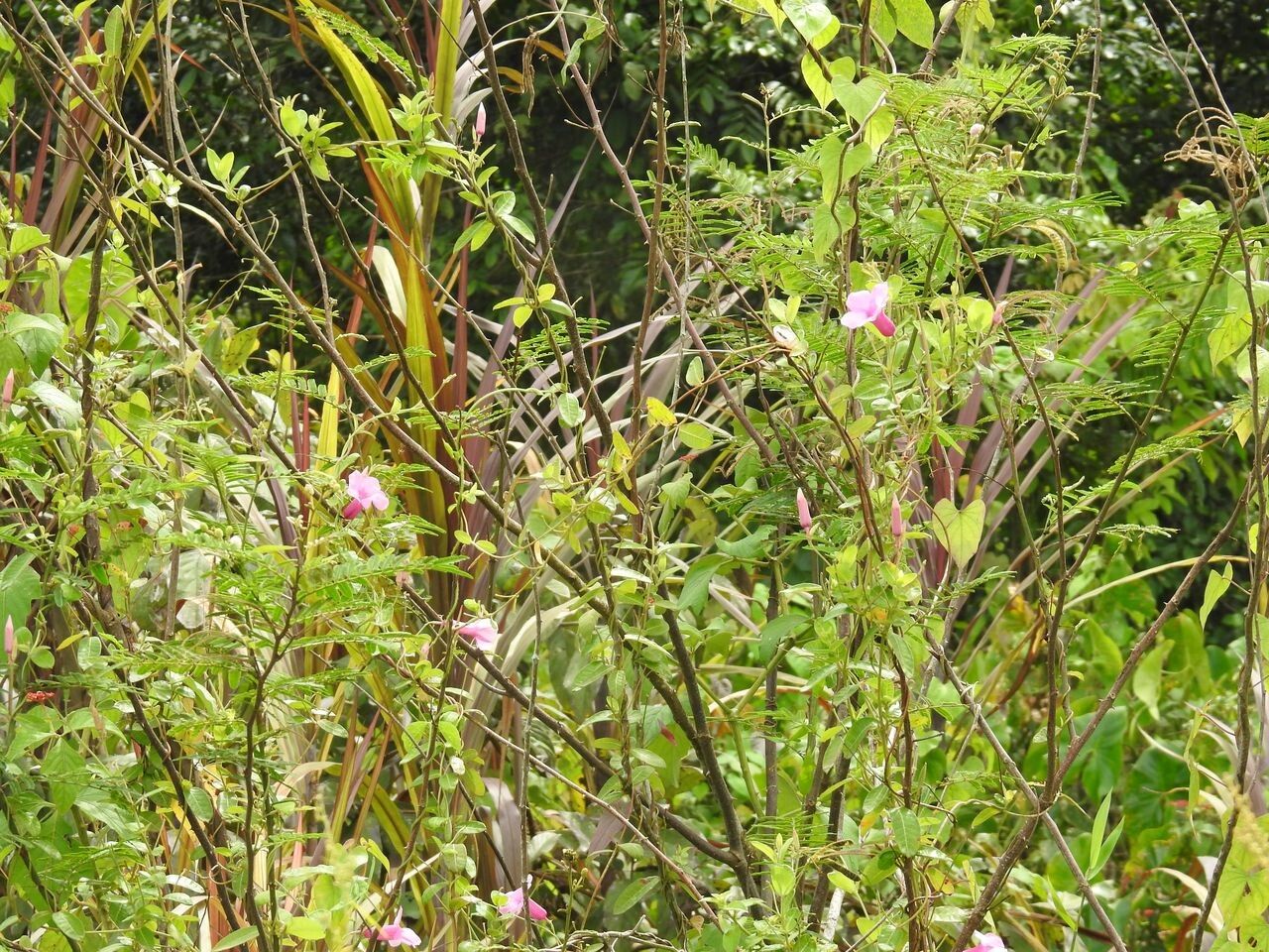 Rhabdadenia madida habit