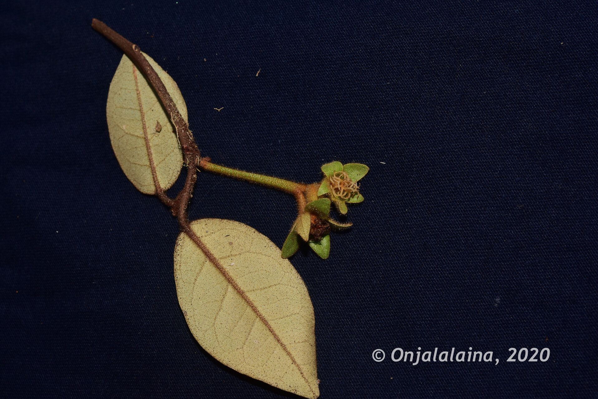 Croton bracteatus leaf