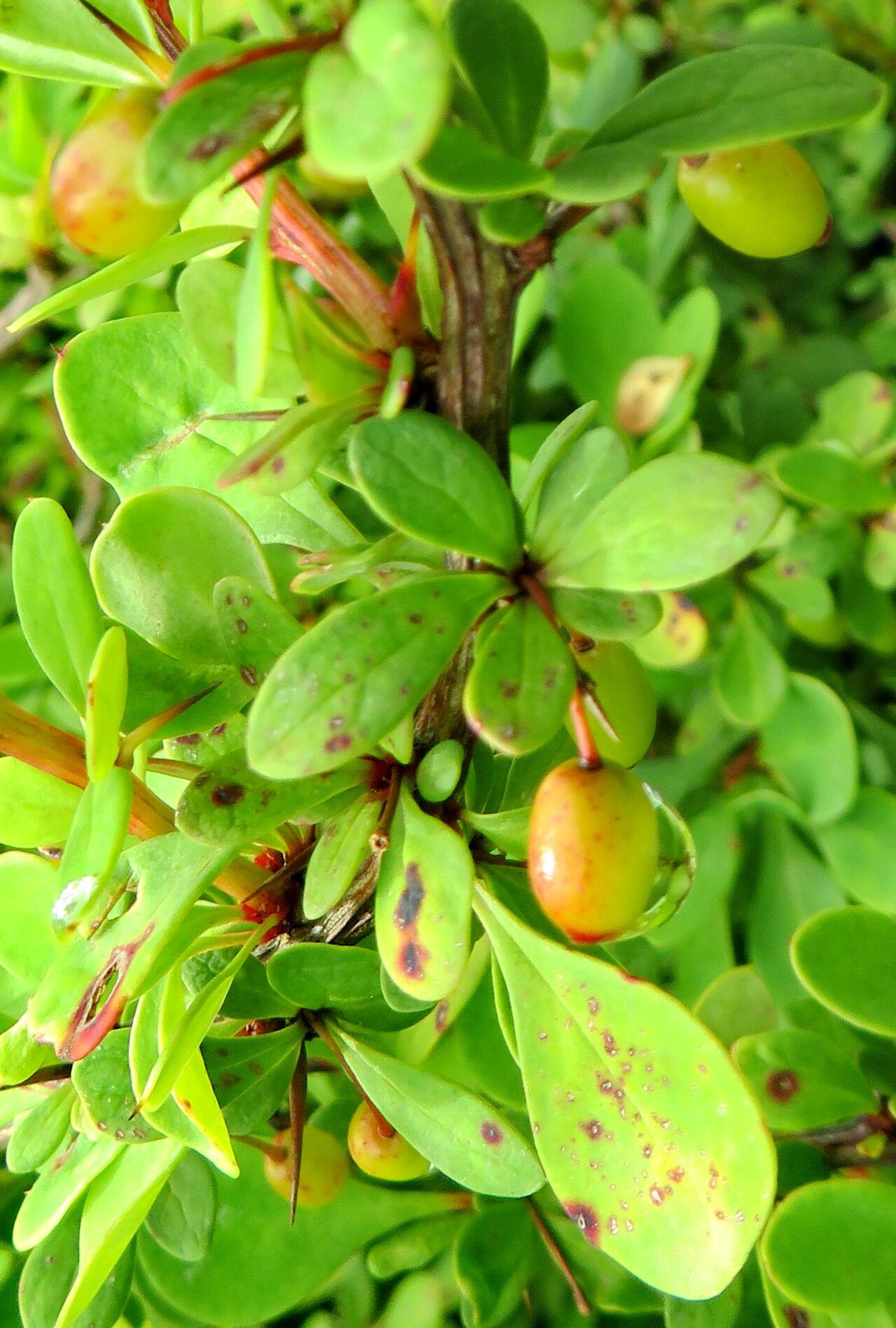 Berberis dictyophylla fruit