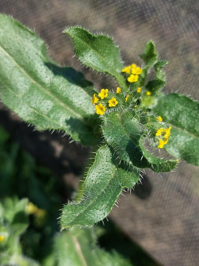 Amsinckia micrantha flower