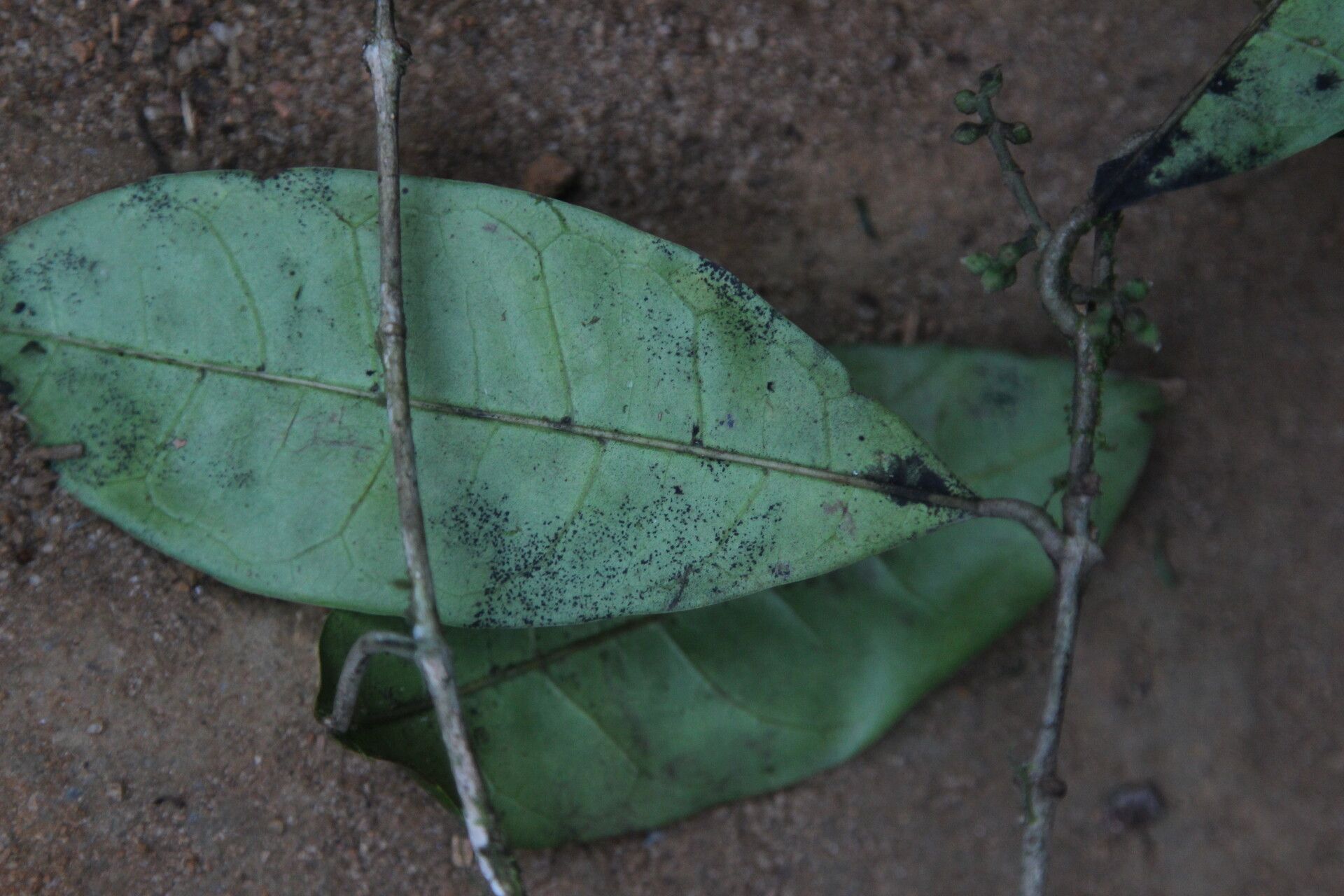 Noronhia africana — related species from the same genus