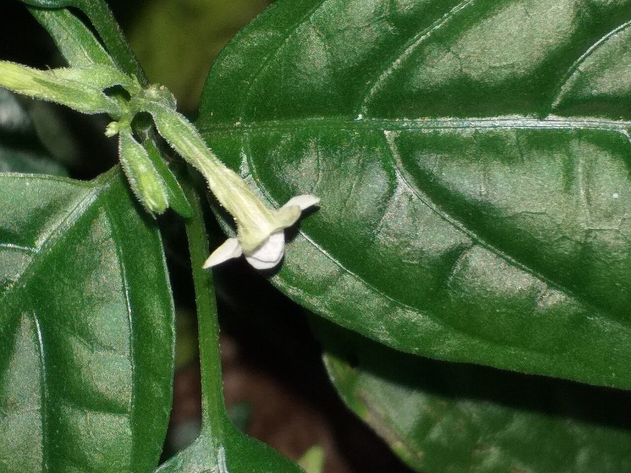 Pseuderanthemum subviscosum flower