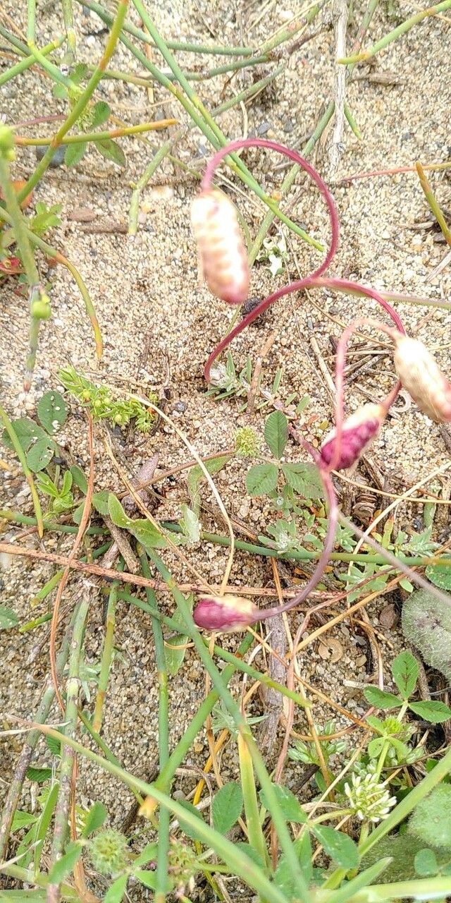 Romulea ramiflora fruit