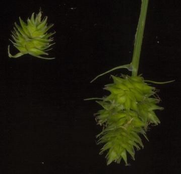 Carex cephalophora fruit